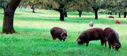 cerdo_iberico_dehesa