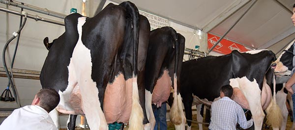 Imagen de una vaca en la Feria Agroganadera del Valle de Los Pedroches