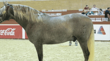 caballo