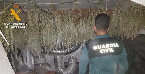 MARIHUANA VVA. DE CÓRDOBA