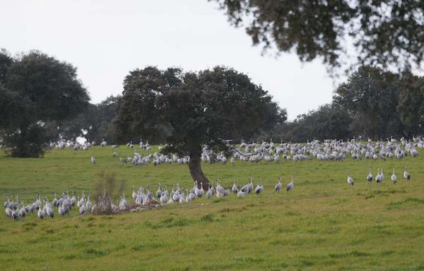 festival-grulla