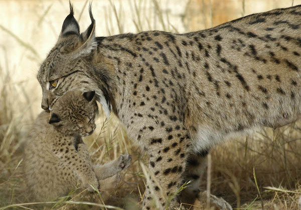 lince