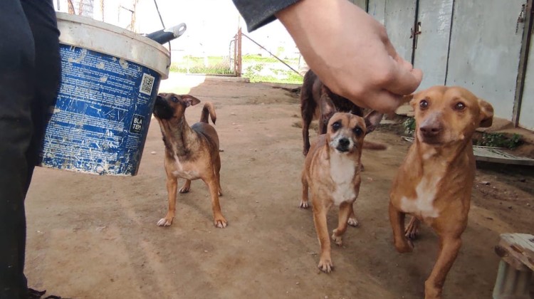 Un voluntario alimenta a unos perros en el refugio de Pozoblanco