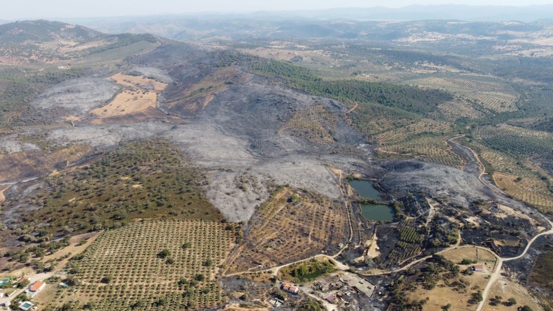 Incendio olivar