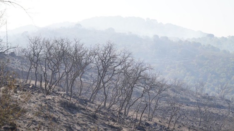 incendio-calatraveño