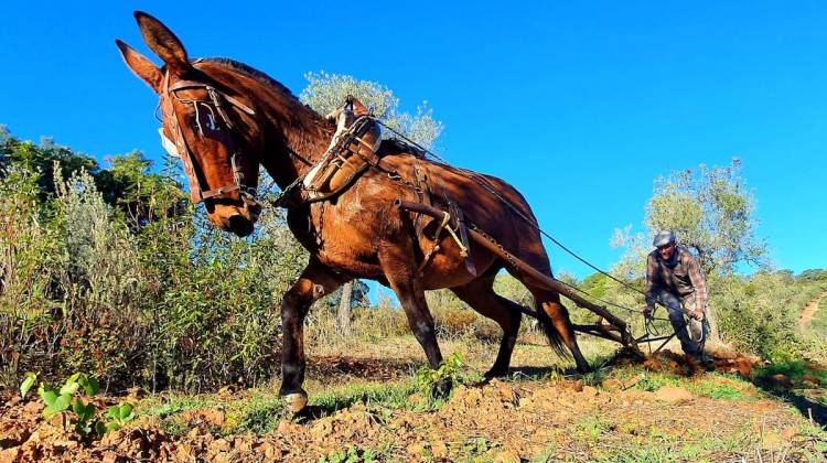 aracía con mula en la sierra de Los Pedroches