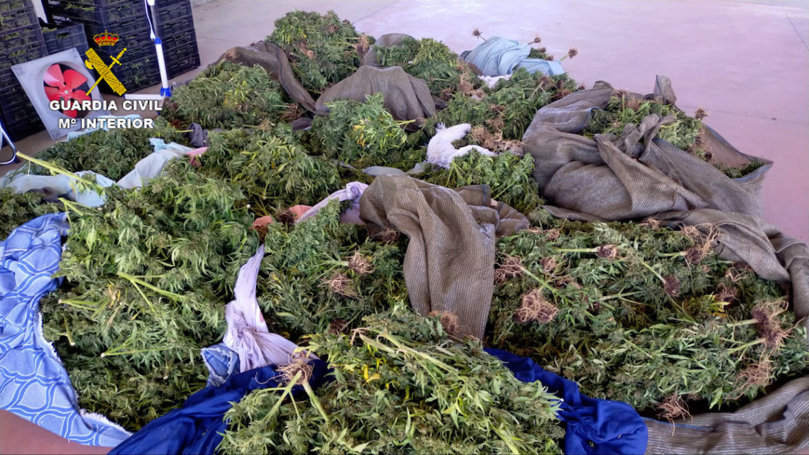 Marihuana encontrada en la plantación ubicada en El Viso
