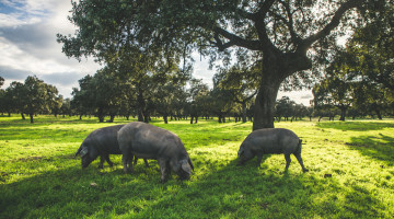 Dehesa en Los Pedroches