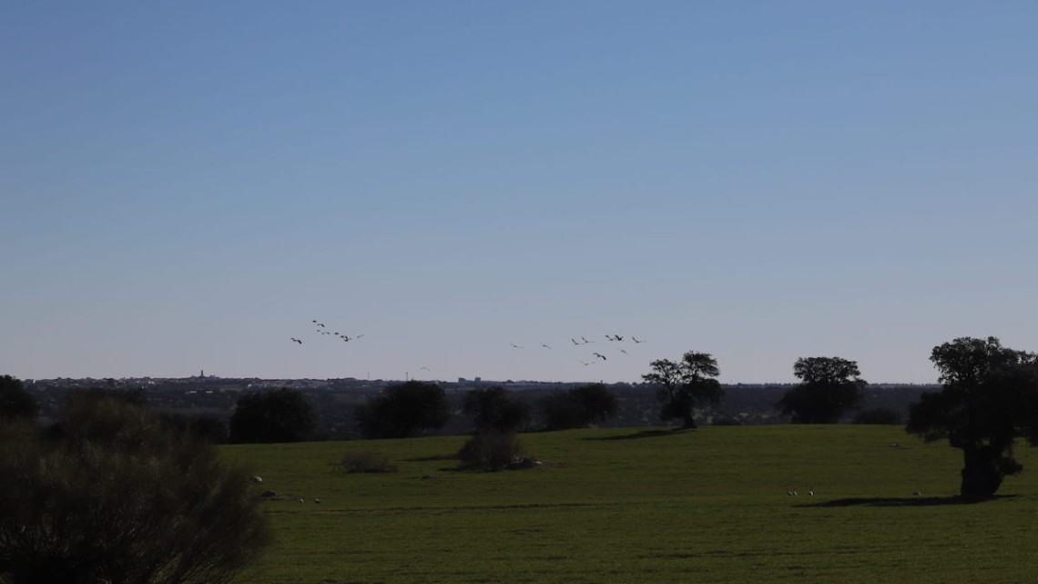 Grullas volando en el cielo de Los Pedroches