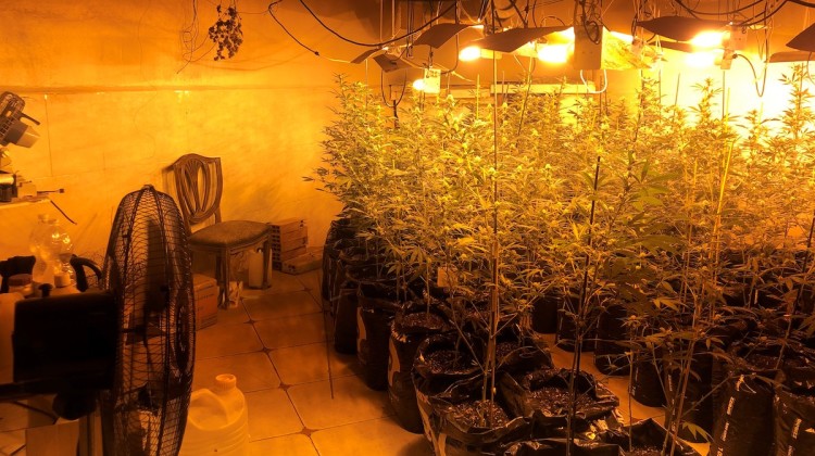 Plantación de marihuana en Hinojosa del Duque