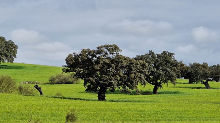 Paisaje de Los Pedroches