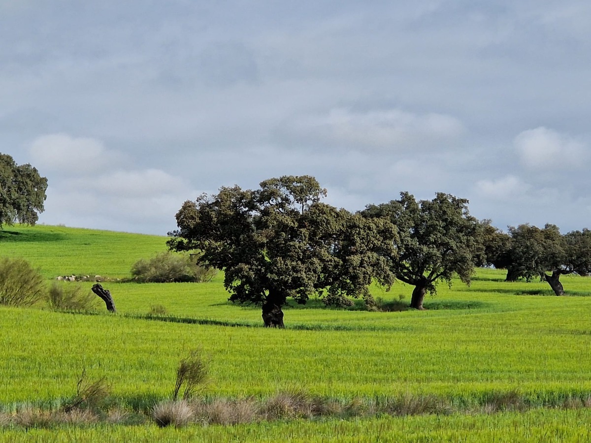 Paisaje de Los Pedroches