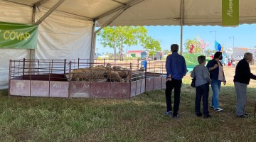 Feria del Pastoreo de Villaralto