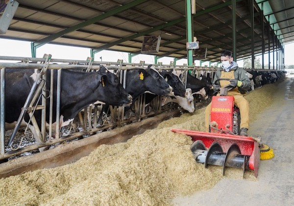 tobiasmadueno_ganadero