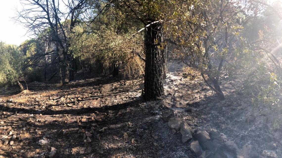 incendio-calatraveño