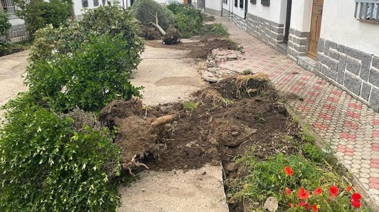 Árboles arrancados en la calle Felipe Rinaldi