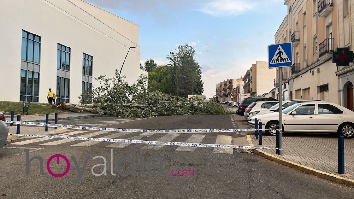 Un árbol caído en la zona de El Silo