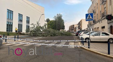 Un árbol caído en la zona de El Silo