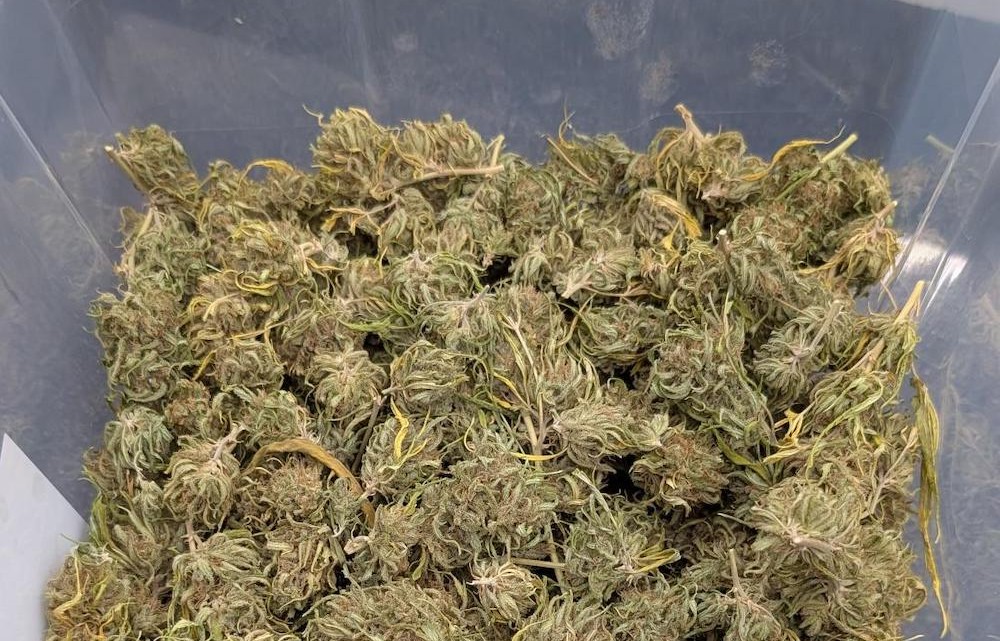 Parte de la droga intervenida