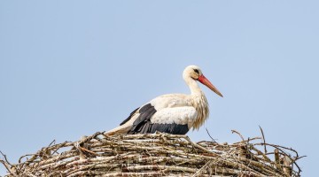 Cigüeña
