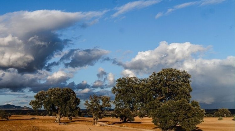 Fundación PRODE lanza la campaña de regeneración de la dehesa 2026 con su proyecto “El Dehesafío”