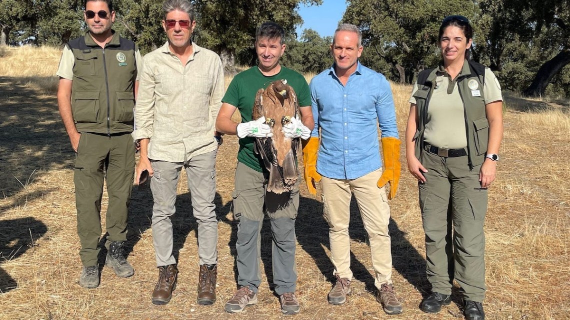 Suelta del águila imperial en Los Pedroches