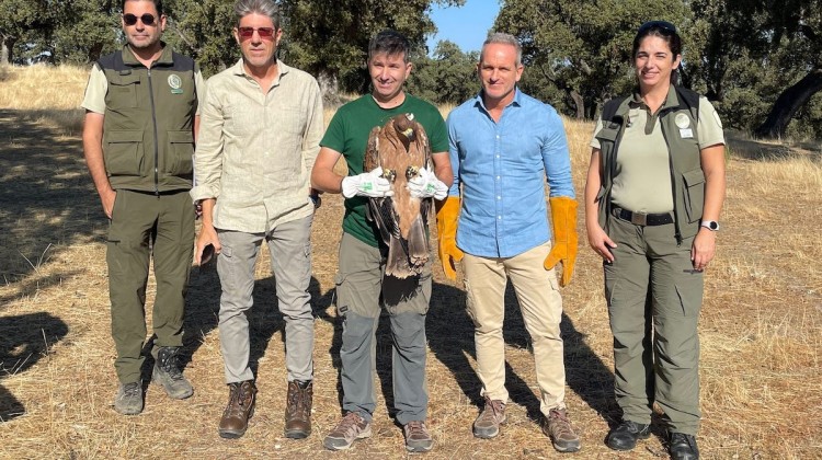 Suelta del águila imperial en Los Pedroches