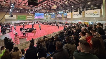 Feria Usías Holsteins