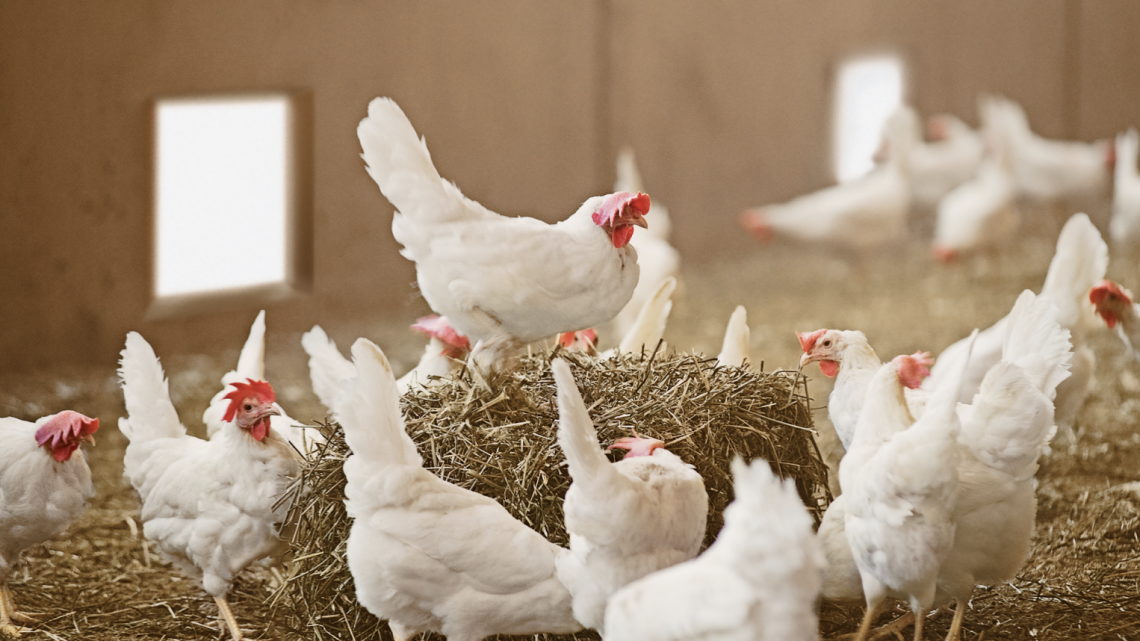Ampliado el confinamiento de aves de cría a todas las granjas de España
