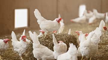 Ampliado el confinamiento de aves de cría a todas las granjas de España