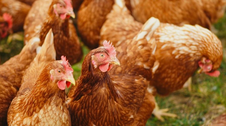 gallinas