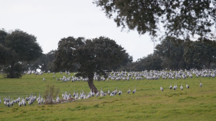 Grullas en Los Pedroches