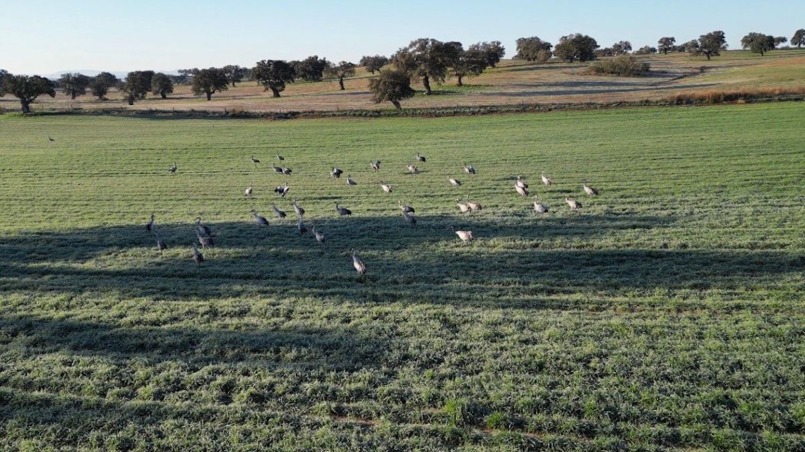 Grulla en Los Pedroches