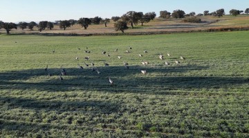 Grulla en Los Pedroches