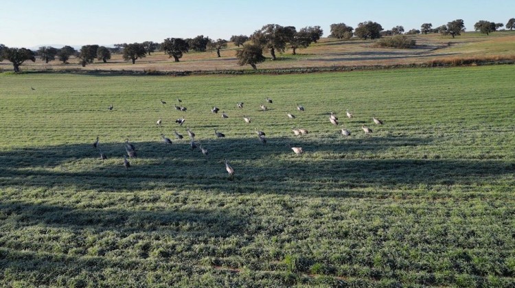 Grulla en Los Pedroches
