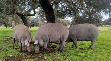 Monitorización inteligente de cerdos de raza 100% ibéricos durante la montanera