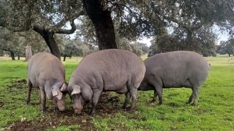 Monitorización inteligente de cerdos de raza 100% ibéricos durante la montanera