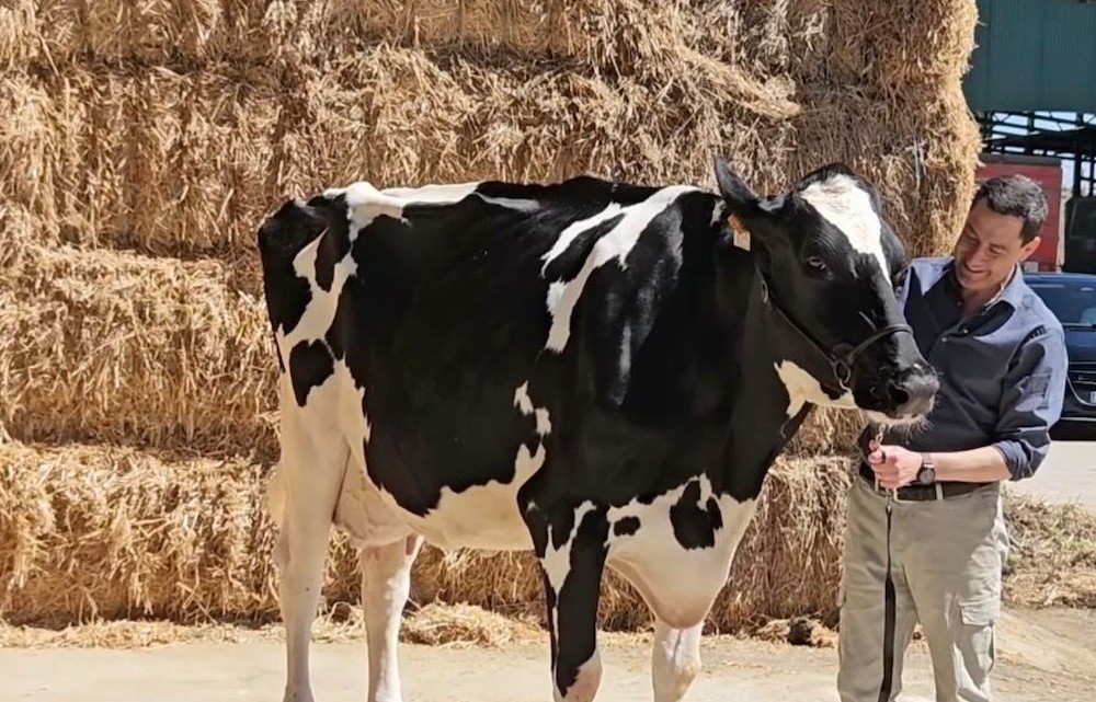 Moreno Bonilla con la vaca 'Blanca'