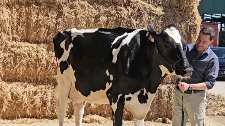 Moreno Bonilla con la vaca 'Blanca'