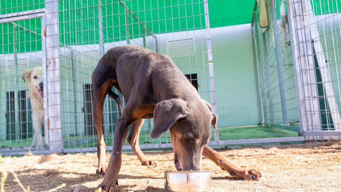 Uno de los animales del albergue canino. Foto: Ayuntamiento Hinojosa del Duque