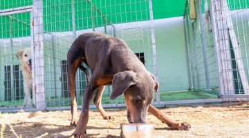 Uno de los animales del albergue canino. Foto: Ayuntamiento Hinojosa del Duque