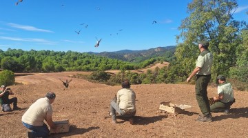 Una de las próximas sueltas de perdices rojas se realizará en el Parque Natural de Cardeña Montoro