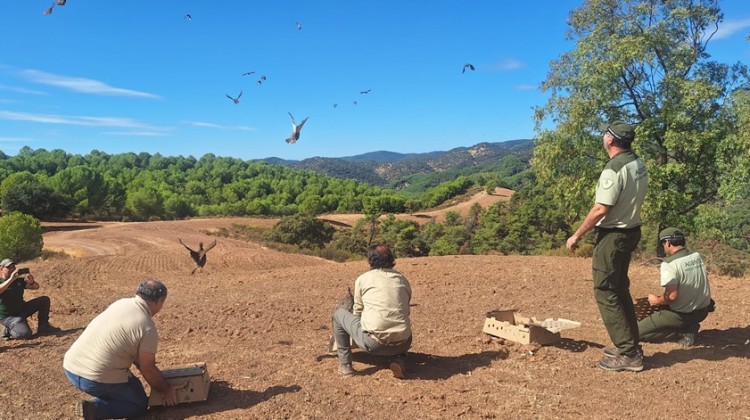 Una de las próximas sueltas de perdices rojas se realizará en el Parque Natural de Cardeña Montoro