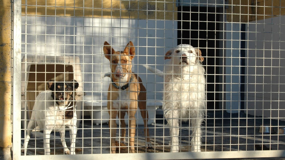 El servicio de recogida de animales de la Diputación de Córdoba se ha hecho cargo de los perros recogidos.