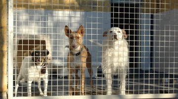 El servicio de recogida de animales de la Diputación de Córdoba se ha hecho cargo de los perros recogidos.