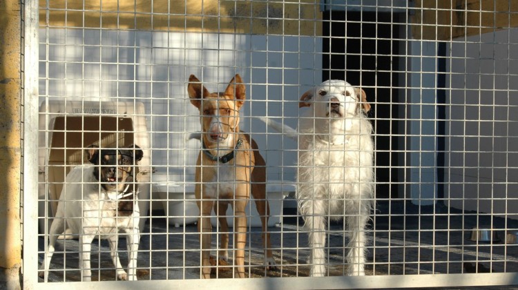 El servicio de recogida de animales de la Diputación de Córdoba se ha hecho cargo de los perros recogidos.