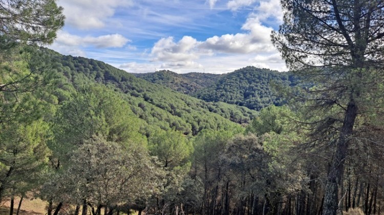 Vista general del Parque Natural Sierra de Cardeña y Montoro.