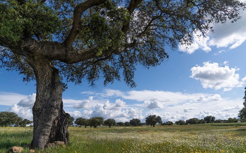 El proyecto lleva funcionando varios años en la comarca.